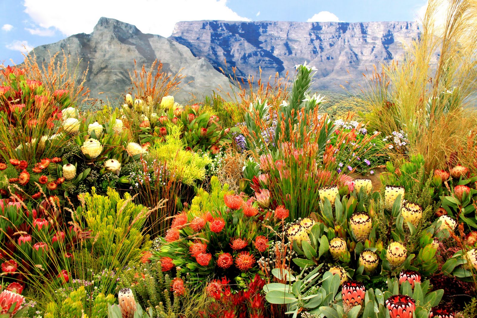 cape town