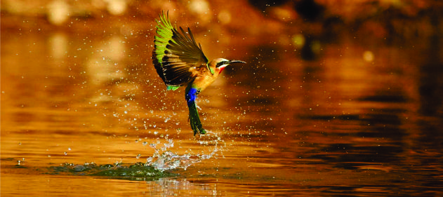 King fisher